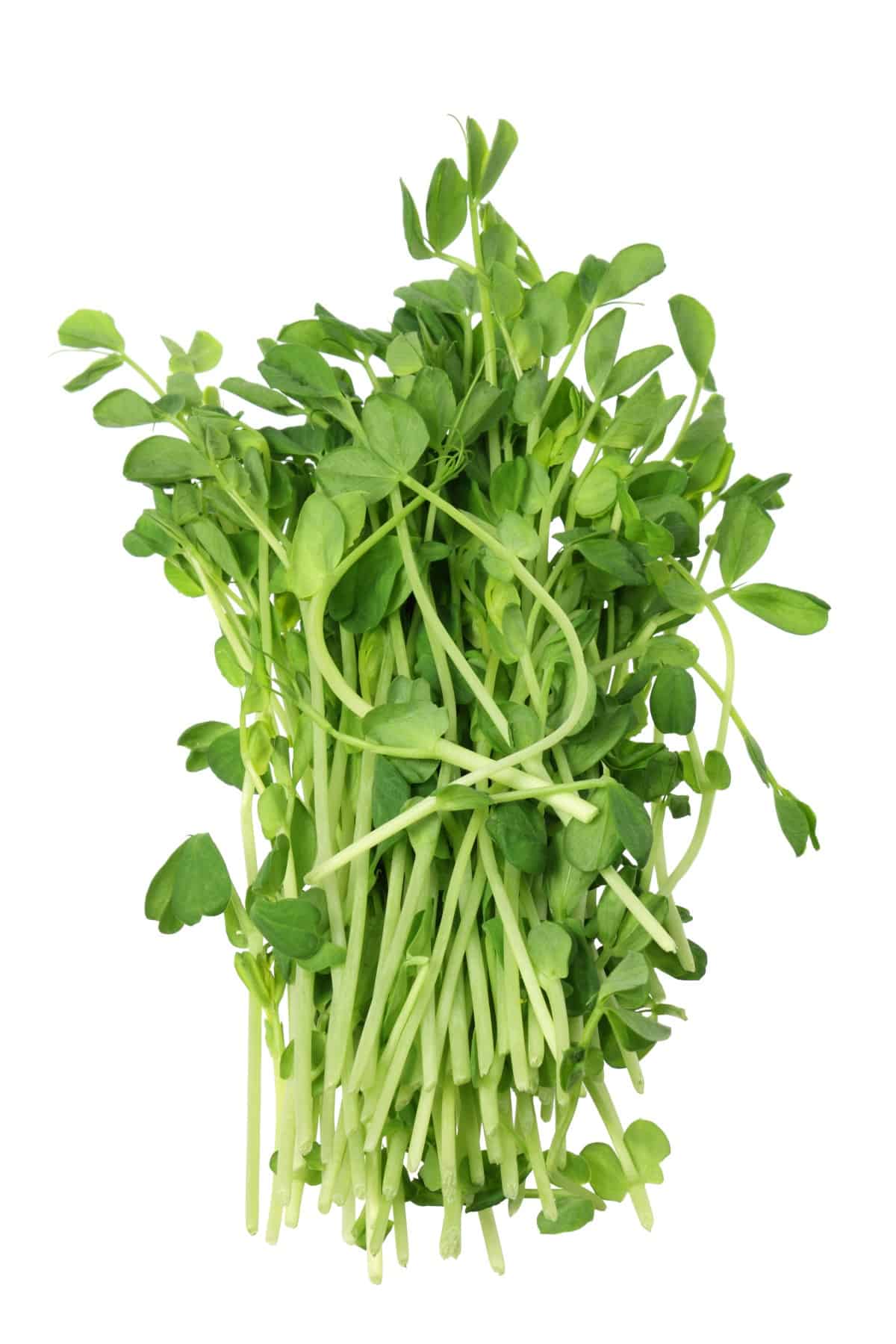 Spring Vegetables are only around for a short period of time so have your eyes open for them in the grocery store or farmers market. Bundle of fresh Pea Shoots